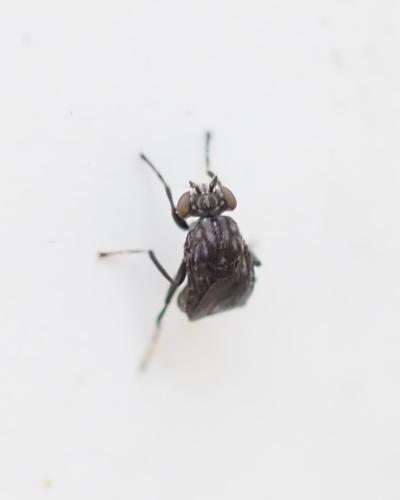 Parydroptera discomyzina
